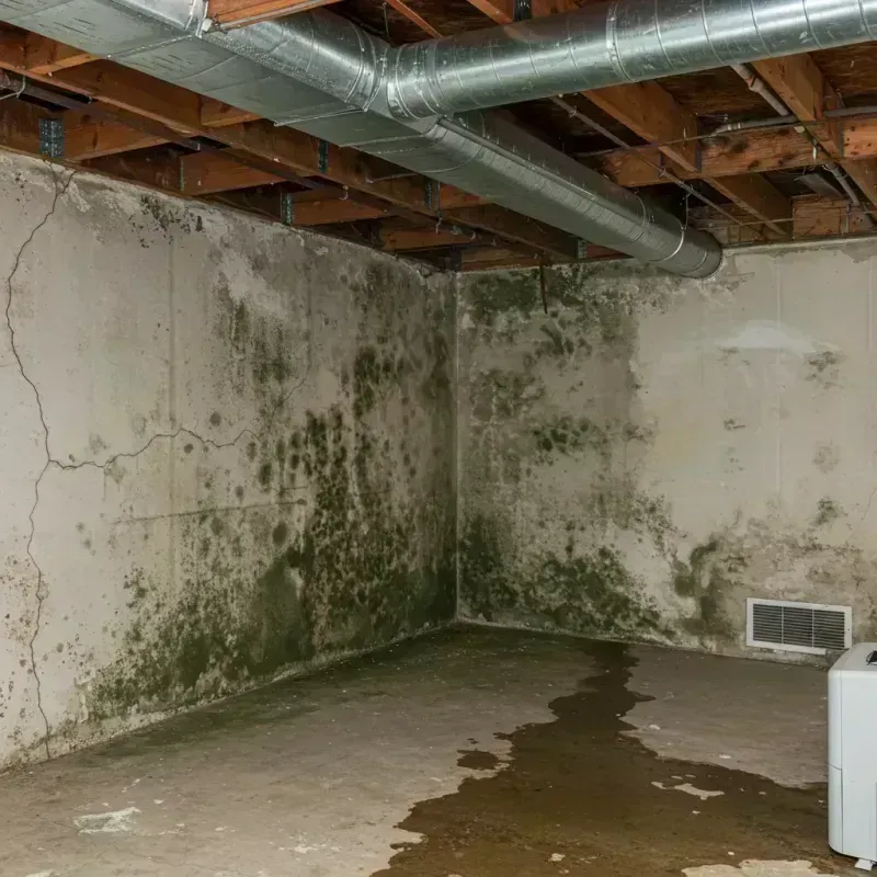 Professional Mold Removal in Rosebud, SD